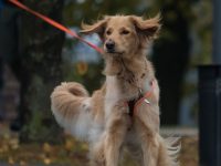 Mantrailing Workshop 2016