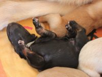 Erste Welpenbilder aus dem A-Wurf