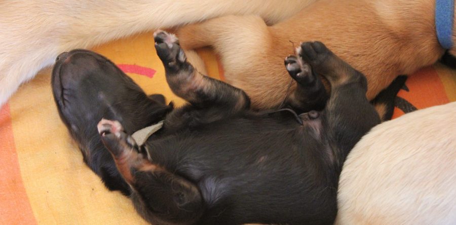 Erste Welpenbilder aus dem A-Wurf
