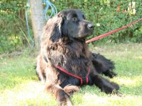 Anka auf der Clubschau in Gelsenkirchen