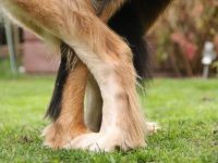 Der B-Wurf ist auf dem Weg