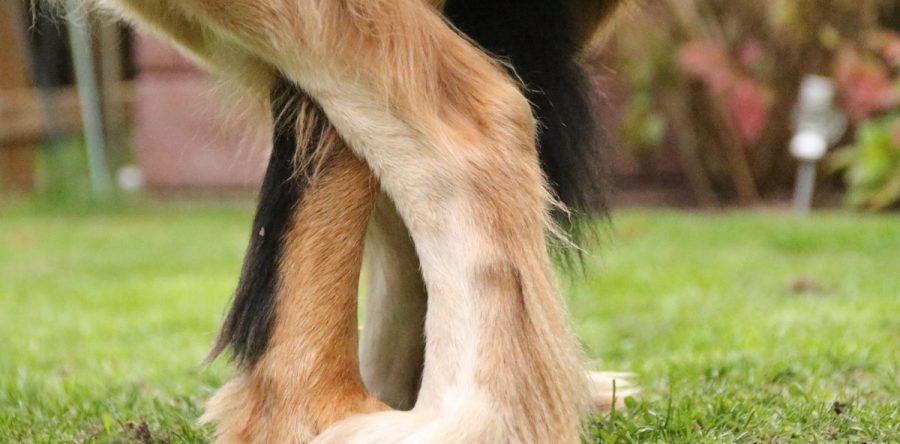 Der B-Wurf ist auf dem Weg