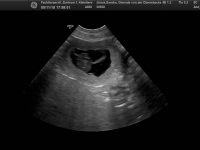 Trächtigkeitsnachweis B-Wurf