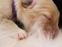 Der B-Wurf ist da!!! Hier findet Ihr die ersten Bilder