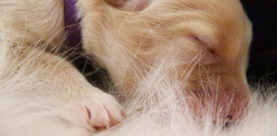 Der B-Wurf ist da!!! Hier findet Ihr die ersten Bilder